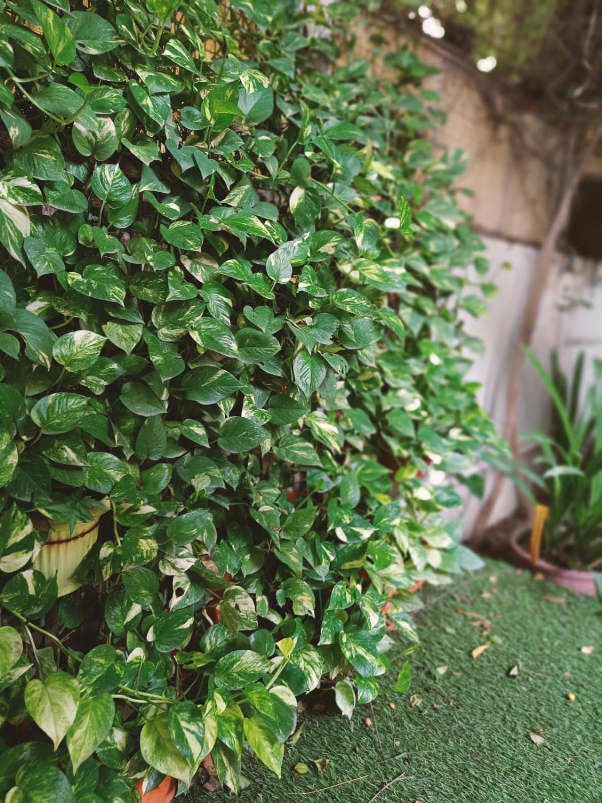 Srinekatan Heritage Villa Homestay アーメダバード エクステリア 写真